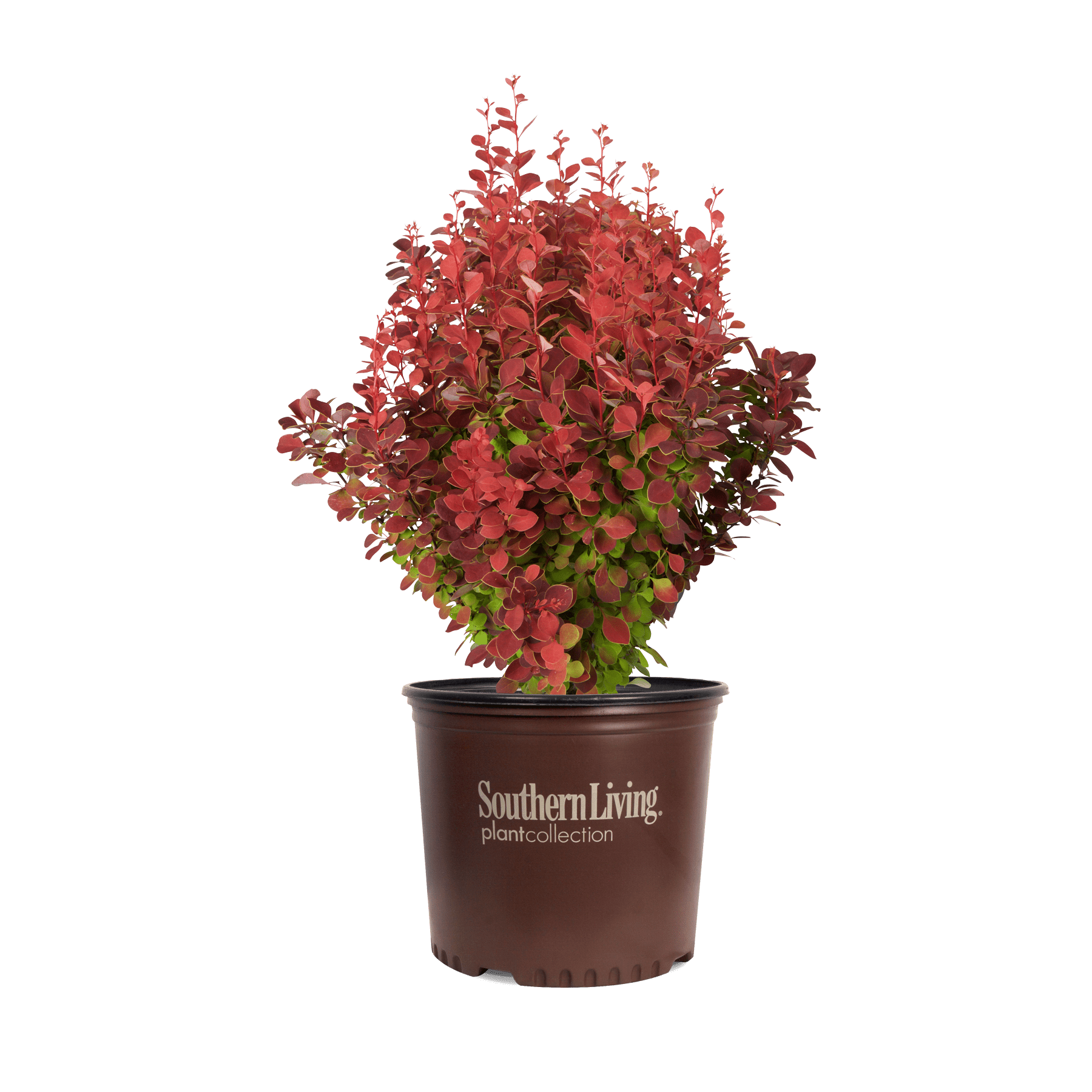 'Orange Rocket' Barberry | Southern Living Plants