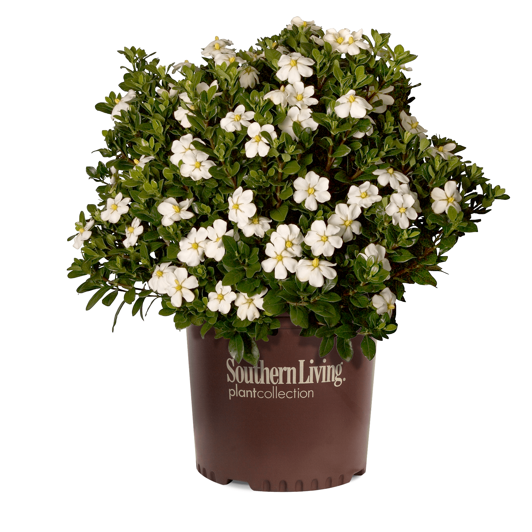 ScentAmazing™ Gardenia Southern Living Plants