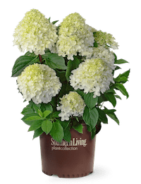 White Wedding™ Hydrangea | Southern Living Plants