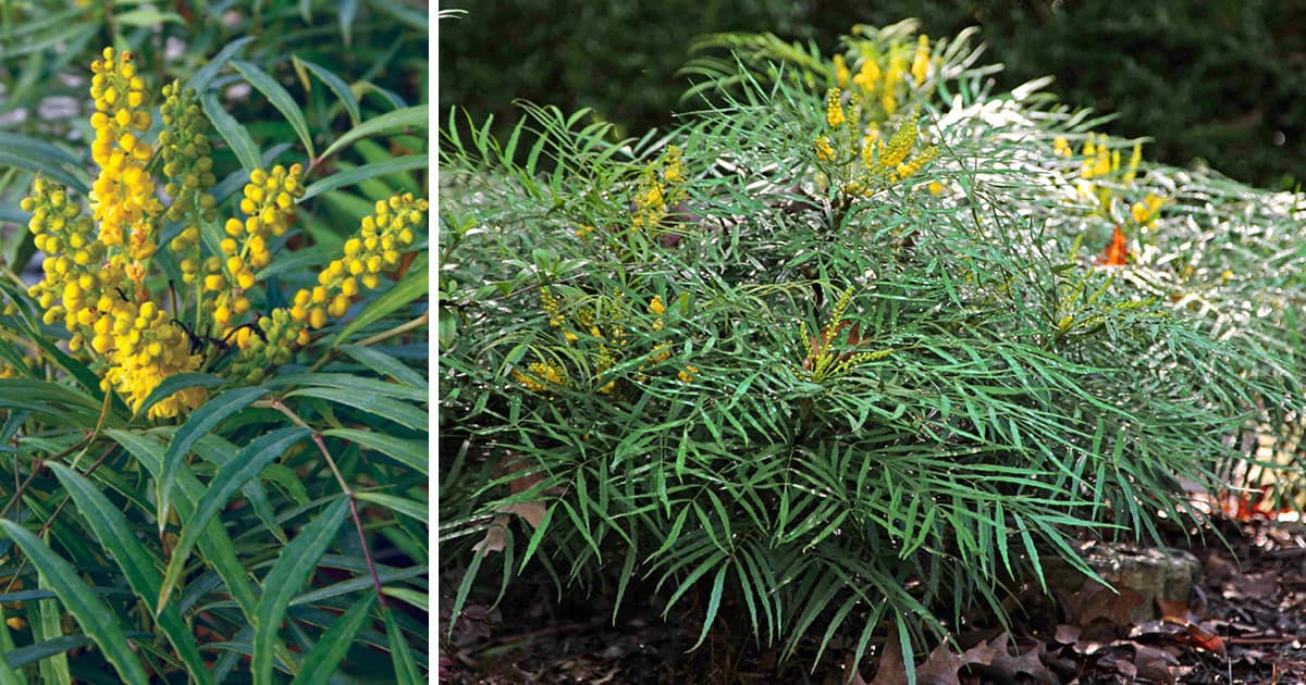 Top 5 Plants for Shade Southern Living Plants