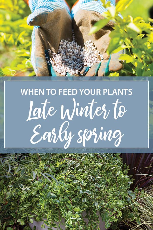 Most trees and shrubs are fertilized in early spring. Feed the following plants to encourage strong growth and bountiful blooms.