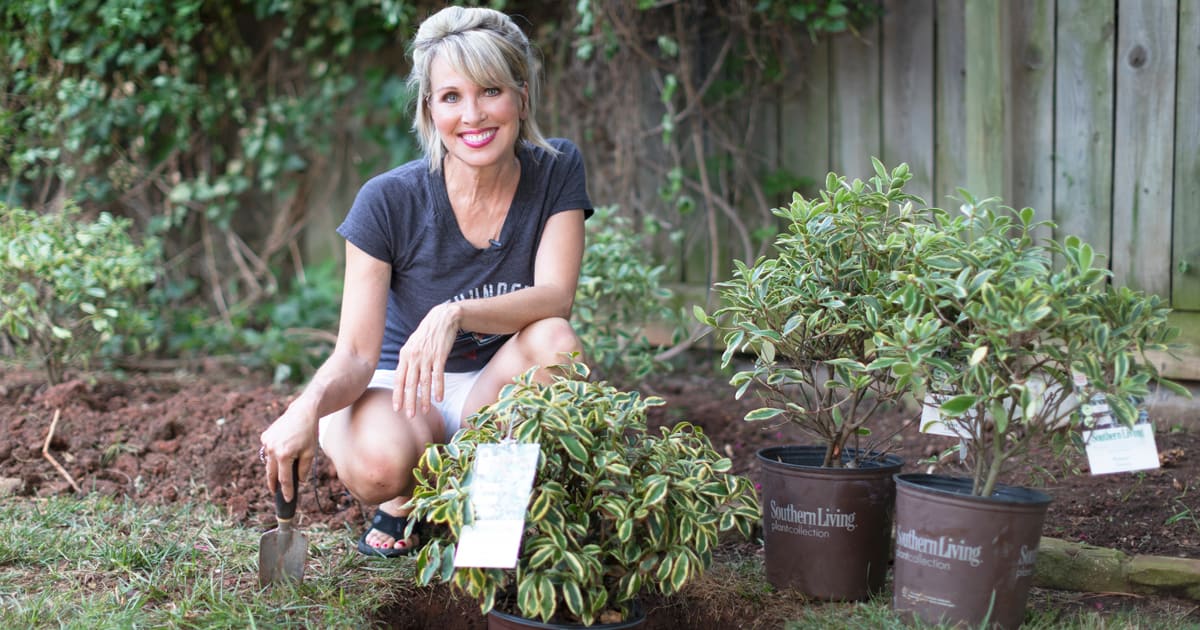 Video Juliet™ Cleyera With Linda Vater Southern Living Plants 3899