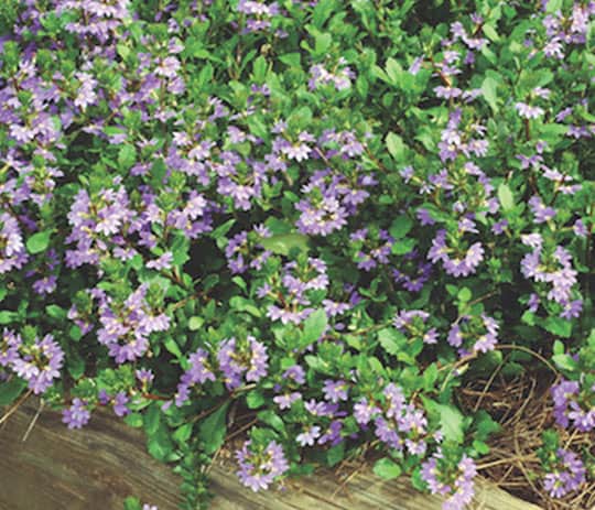 Covering Ground Southern Living Plants Stars Stripes Pentas Another Annual Offers Lush Dark Green And White Variegated Foliage Bright Scarlet Red Flower Cers With Pink Centers From