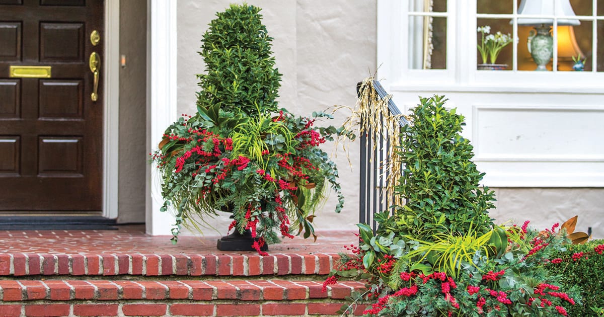 Plant combinations: Holly Jolly Winter Container with Southern Living