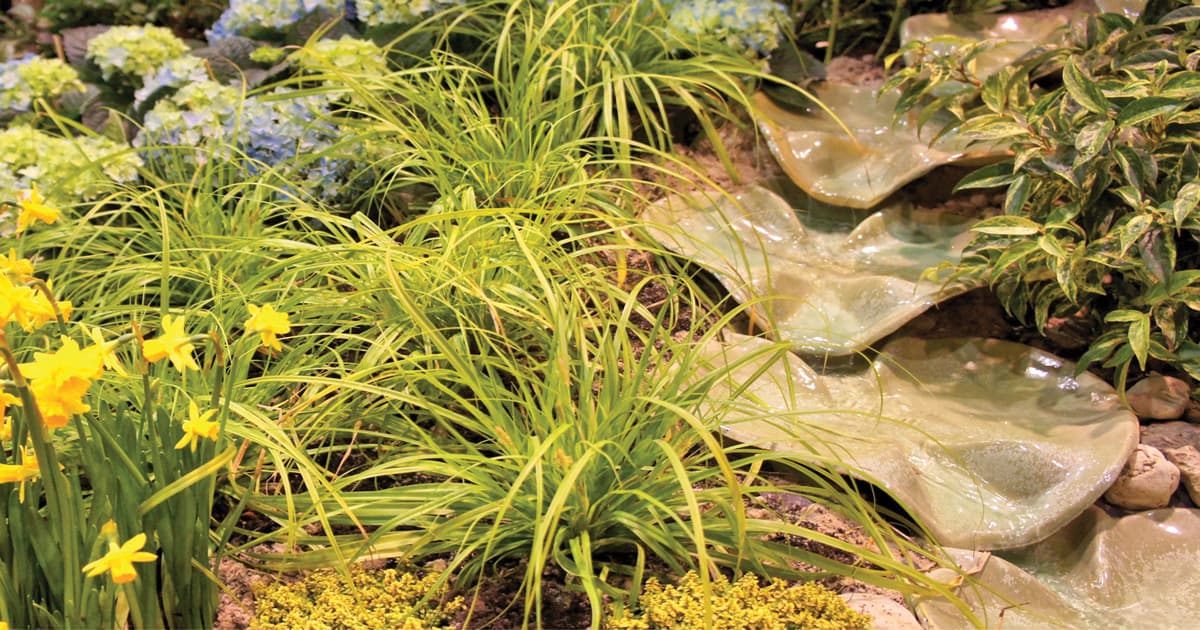 Transform Your Water Garden into a Tropical Oasis Southern Living Plants