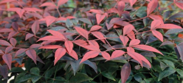 Nandina – Five Ways | Southern Living Plants