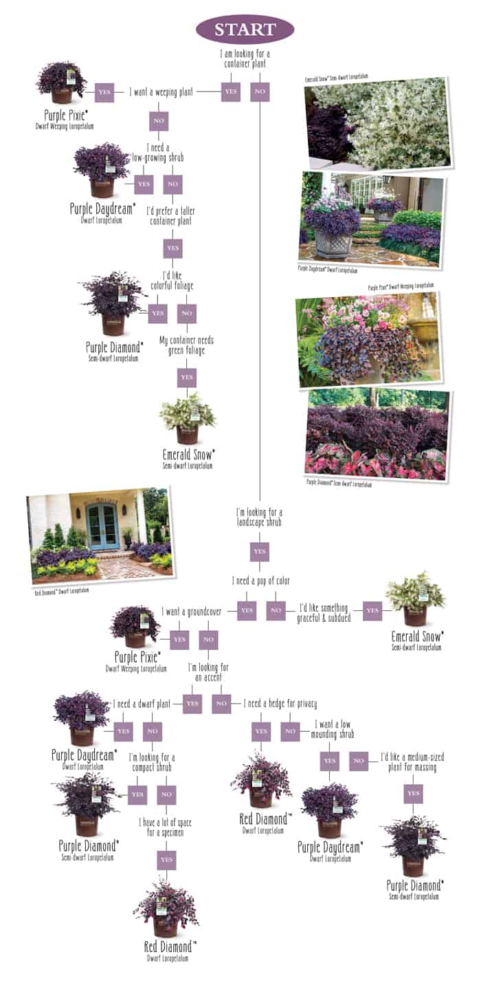 Selecting the Perfect Loropetalum Southern Living Plants