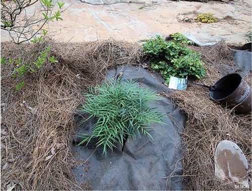 Planting with a landscape fabric? : landscaping