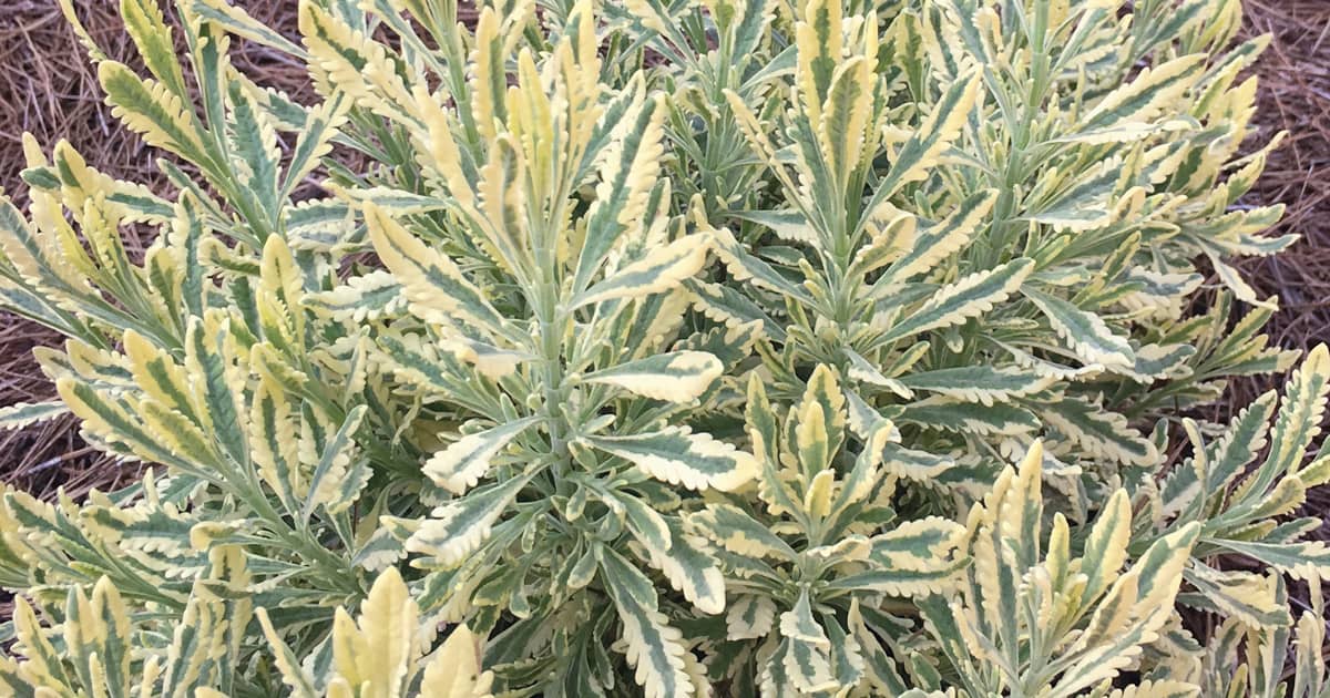 Some Like It Hot Plants Designed To Beat The Heat Some Like It Hot Plants Designed To Beat The Heat