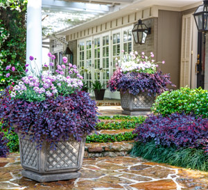 How to Use Purple Daydream® Dwarf Loropetalum in the Landscape