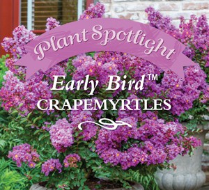 Plant Spotlight: Early Bird™ Crapemyrtles