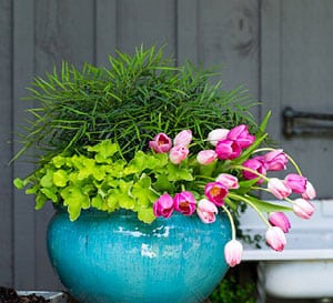 3 Ways to Use Soft Caress Mahonia in Your Garden