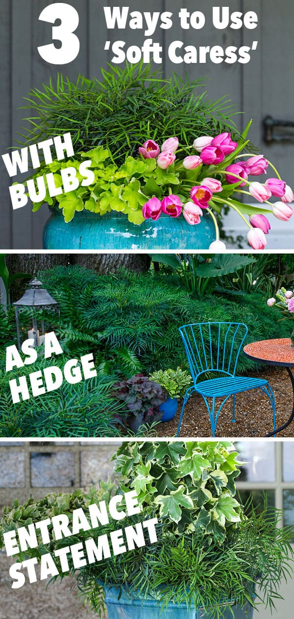 3 ways to use ‘Soft Caress’ Mahonia in your Garden Southern Living Plants