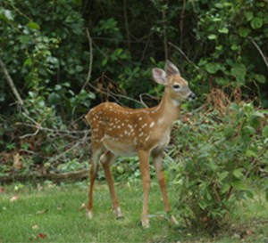 Bambi Resistant?!