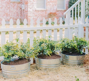 Decorating Tip #16