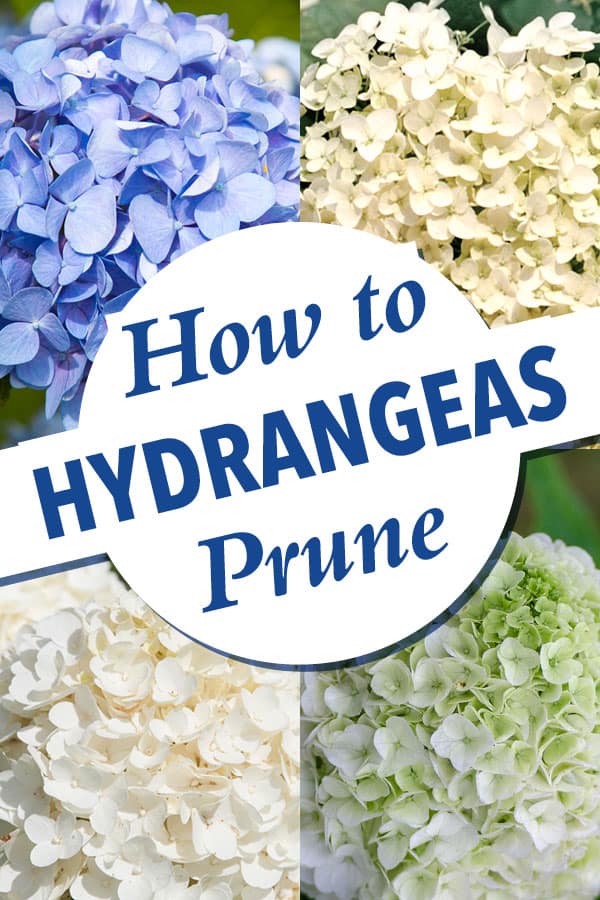 Demystifying Hydrangea Pruning Southern Living Plants