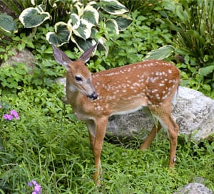 Later, Bambi: Deer tolerant and deer resistant plants