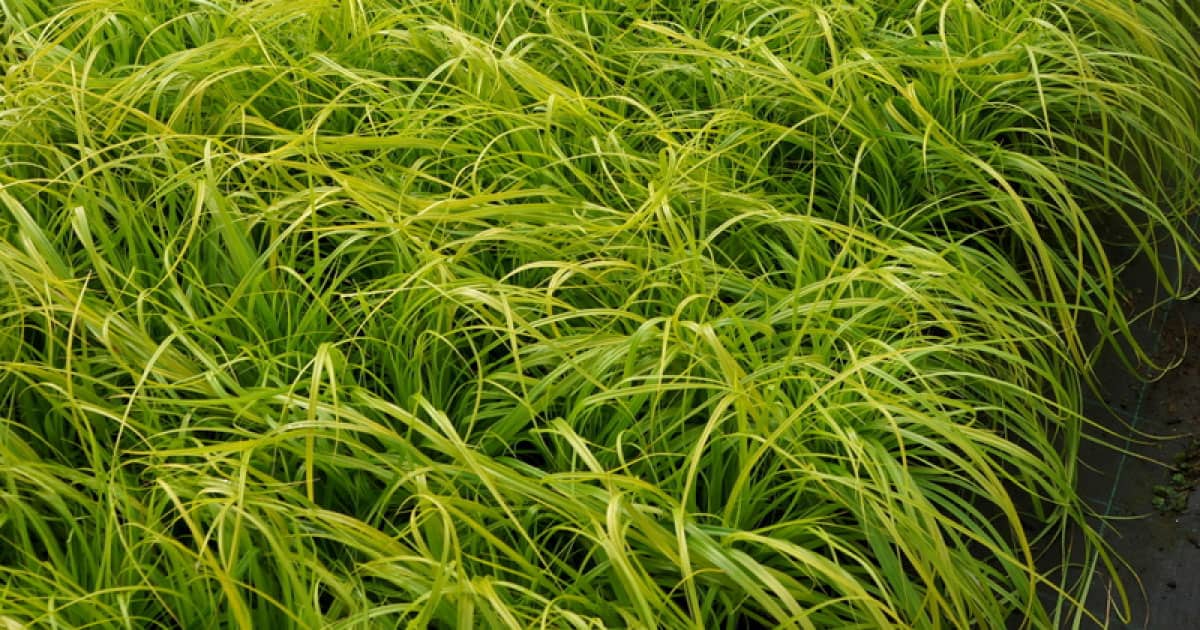 Five ways to use carex Southern Living Plants