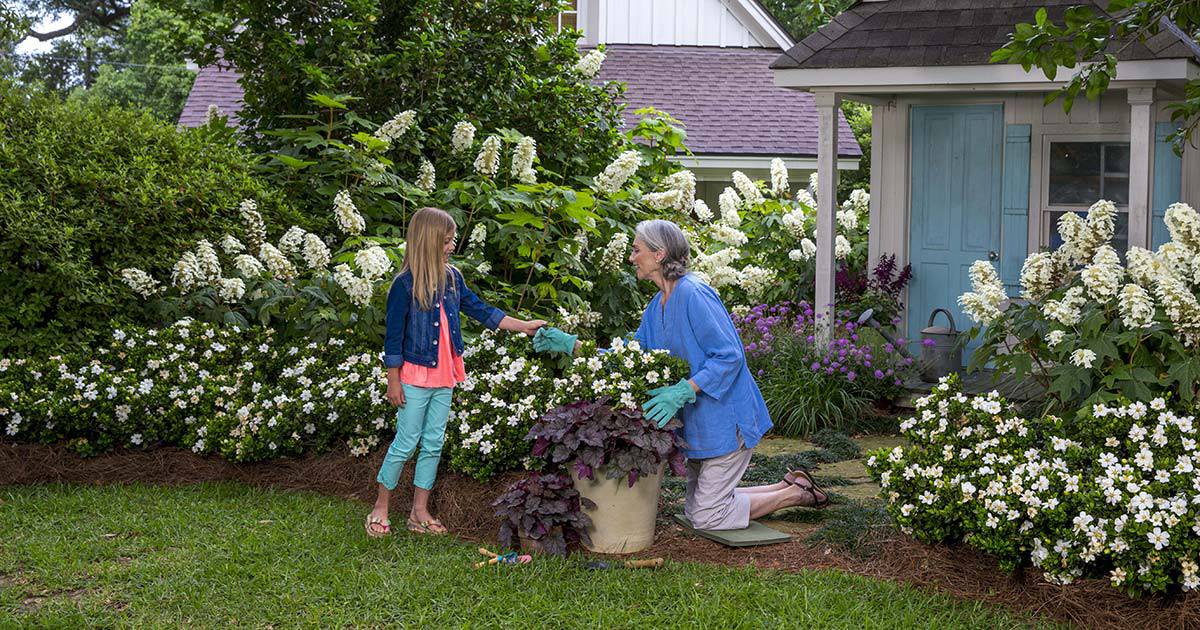 Plant Lasting Impressions Southern Living Plants