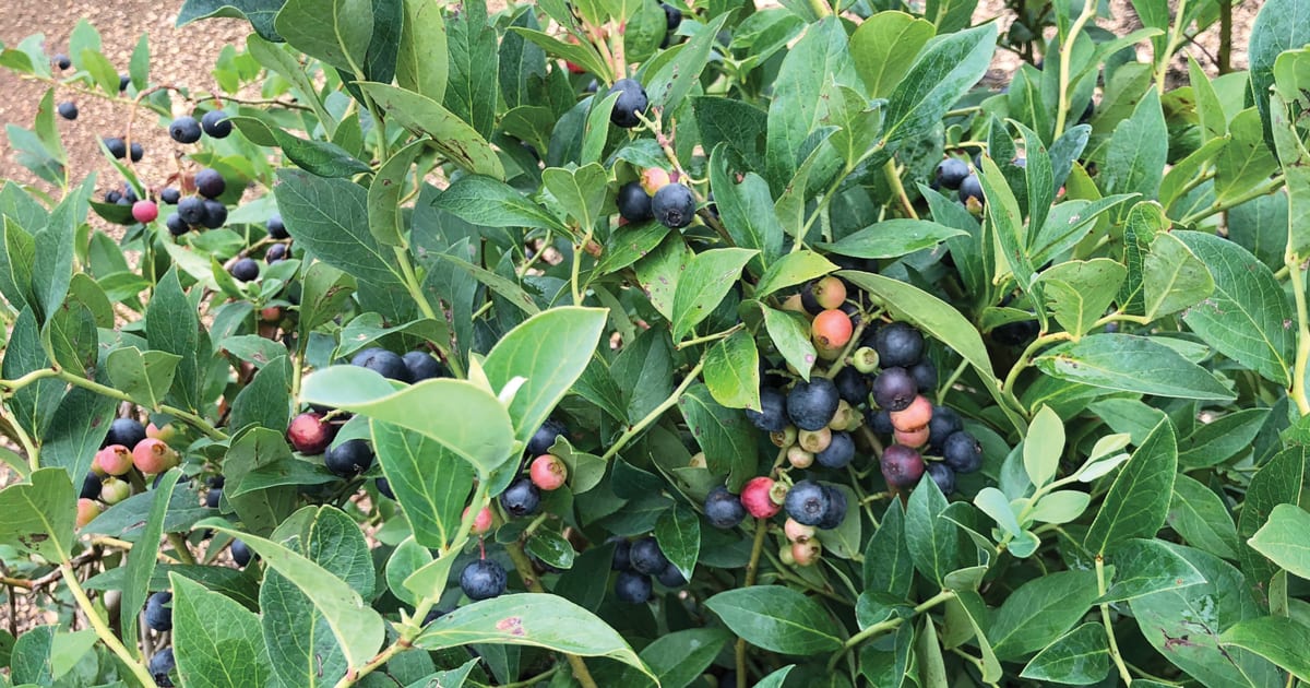 Grow Your Own Fruit with Blueberry Bushes | Southern Living Plants