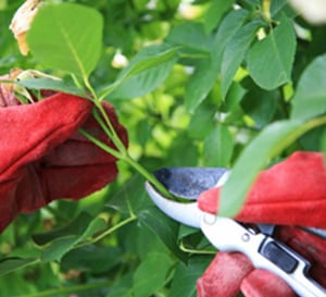 How To Prune