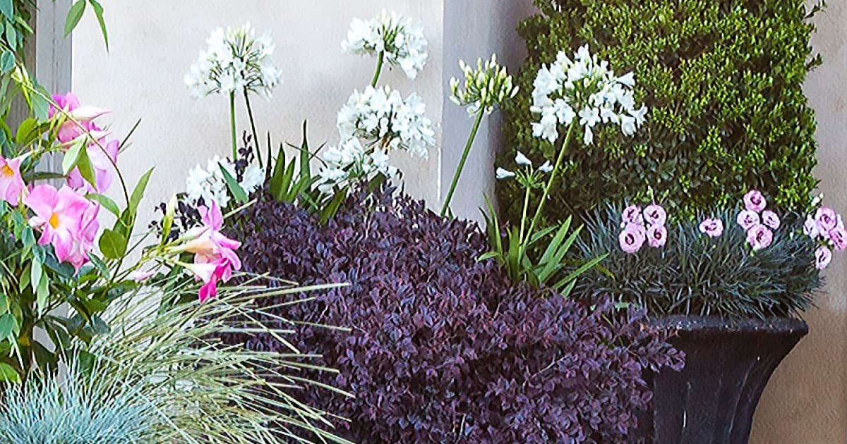 How to Use Purple Daydream® Dwarf Loropetalum in the Landscape