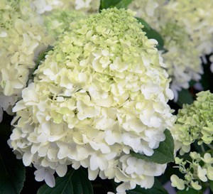 A Gift of Lasting Beauty for Mother’s Day