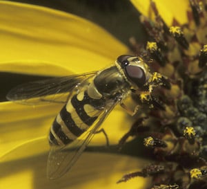 What’s the Buzz?
