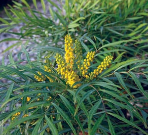 ‘Soft Caress’ - A Softer, Gentler Mahonia