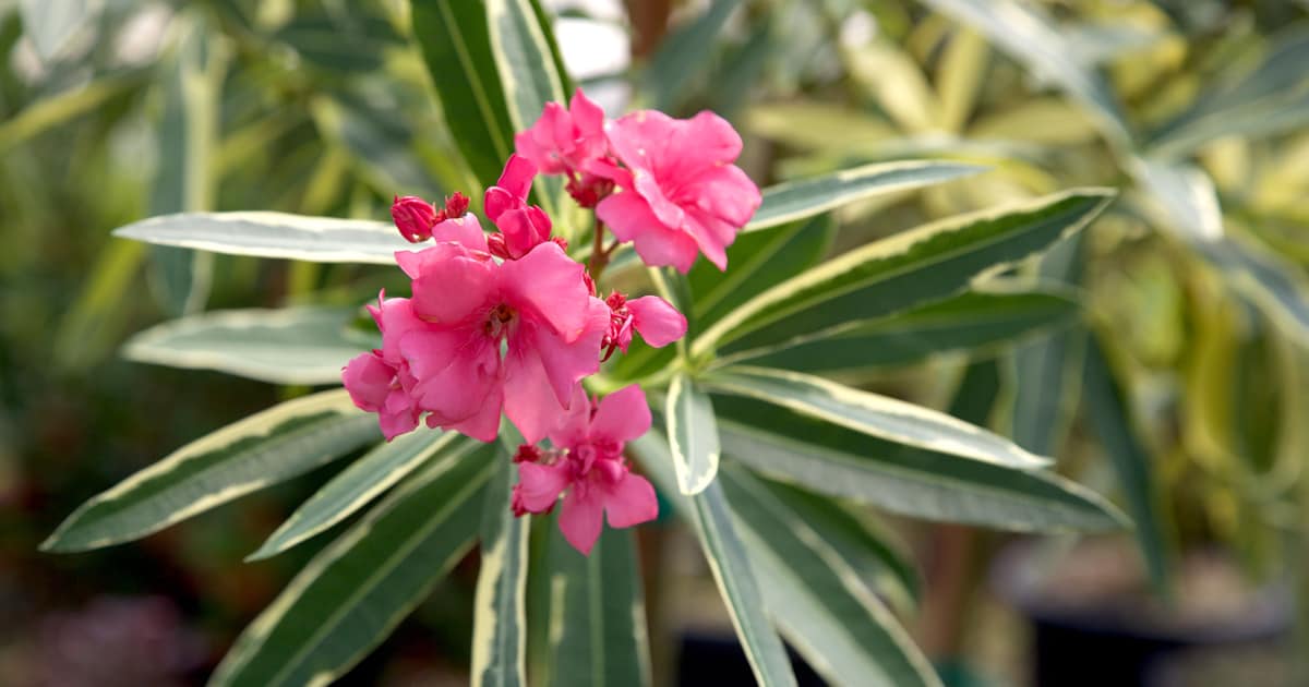 Oh My Oleander Southern Living Plants
