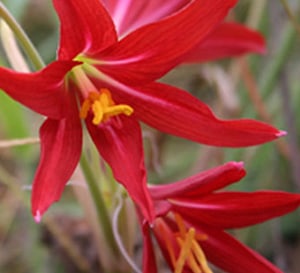 Late summer showers bring Oxblood Lily flowers