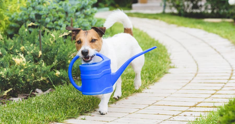 Pet Friendly Southern Living Plants | Southern Living Plants Pet Friendly Southern Living Plants | Southern Living Plants