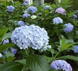 Shrubs with Style