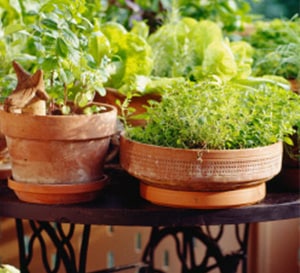 Gardening and Landscaping for Small Spaces