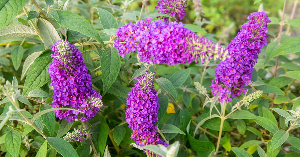 They’re just as sweet! Alternatives to Rose Bushes Southern Living Plants