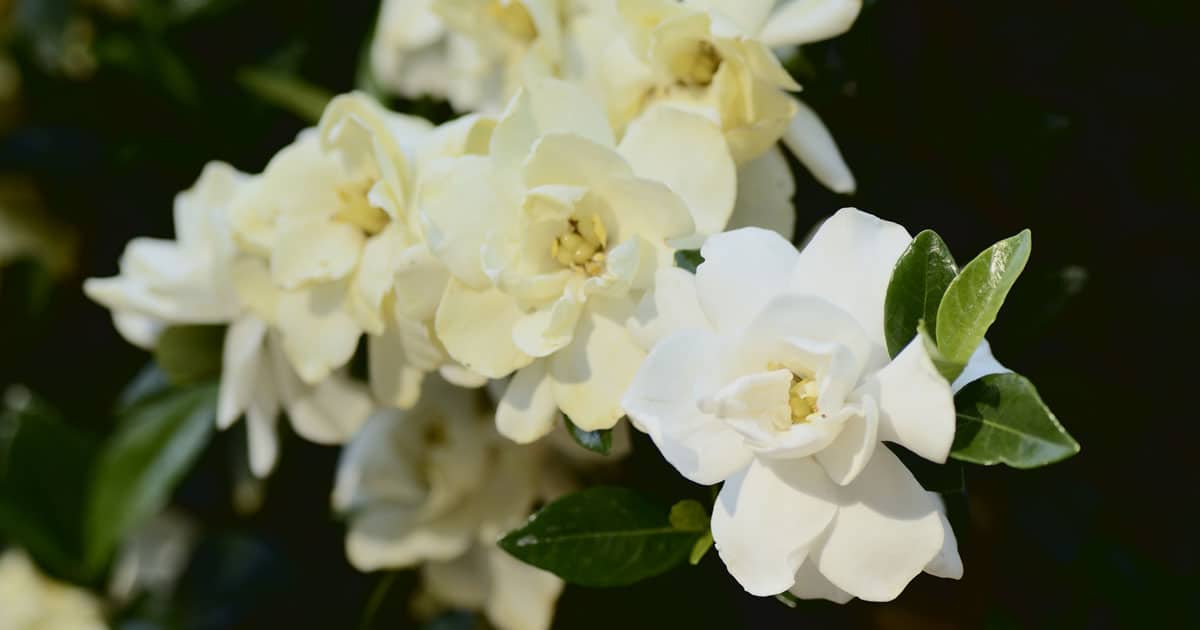 Top Plants for Sun Southern Living Plants