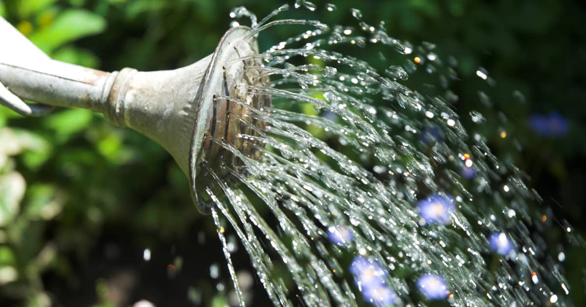 when-to-water-southern-living-plants