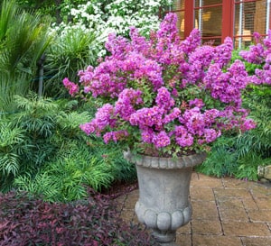 About The Southern Living Plant Collection