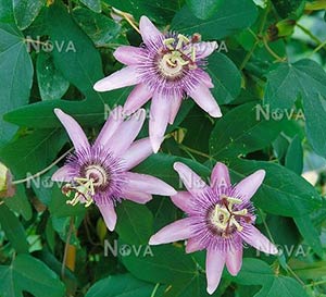 ‘Amethyst Star’ Shooting Star Flower