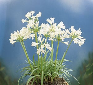 ‘White Compact’ Agapanthus
