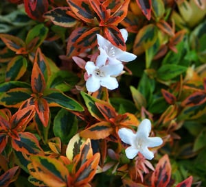 ‘Kaleidoscope’ Abelia
