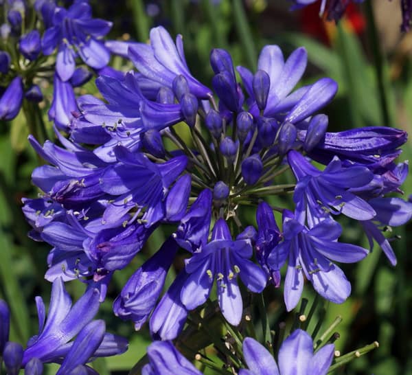 Image result for ever sapphire agapanthus