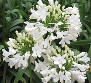 Ever White™ Agapanthus