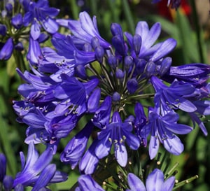 Ever Sapphire™ Agapanthus