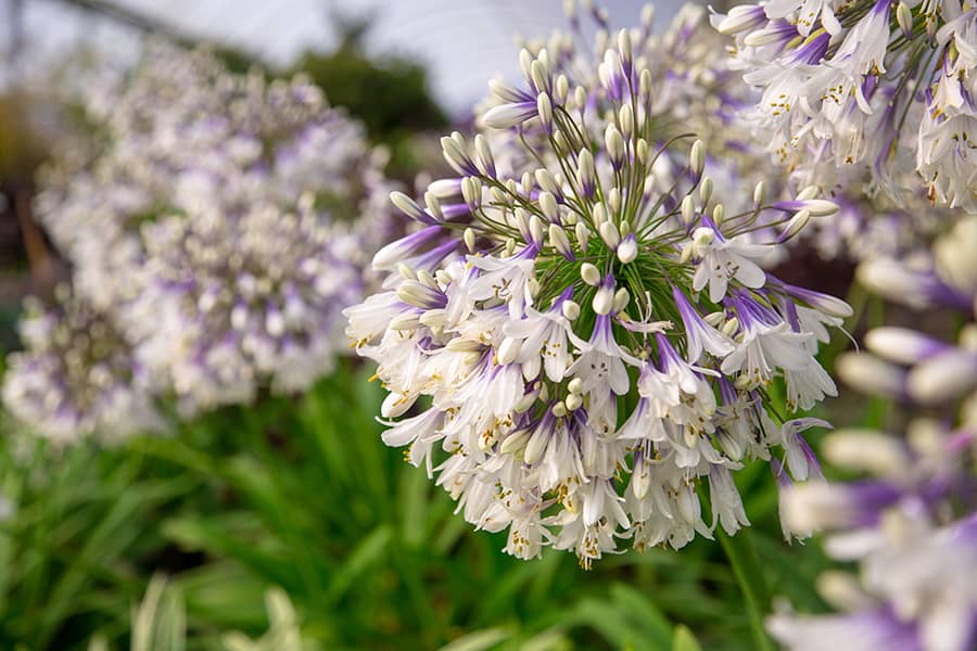 Ever Twilight™ Agapanthus Southern Living Plants