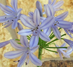 ‘Neverland’ Agapanthus