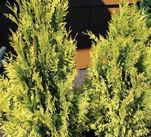 Forever Goldy® Arborvitae