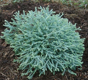 Pancake™ Arborvitae