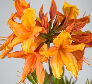 Solar Ray™ Sunbow® Azalea Series