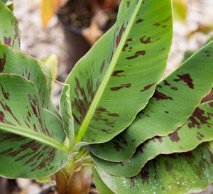 ‘Poquito’ Banana